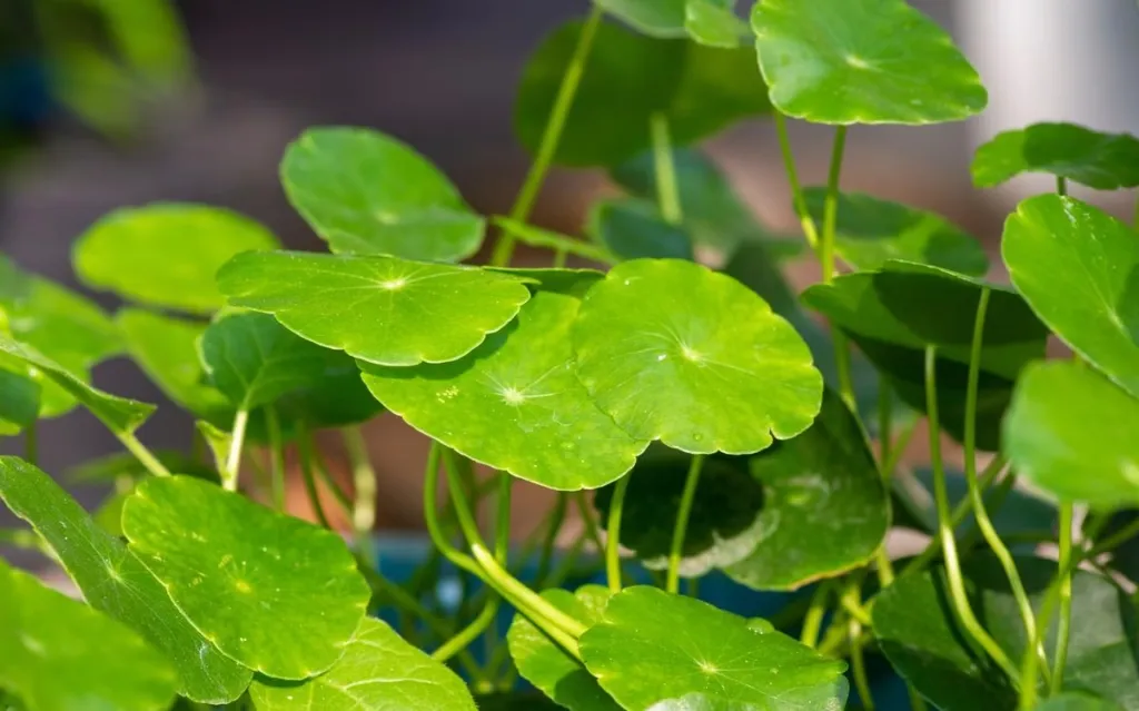 5 Khasiat Daun Pegagan untuk Kulit Glowing & Bebas Luka