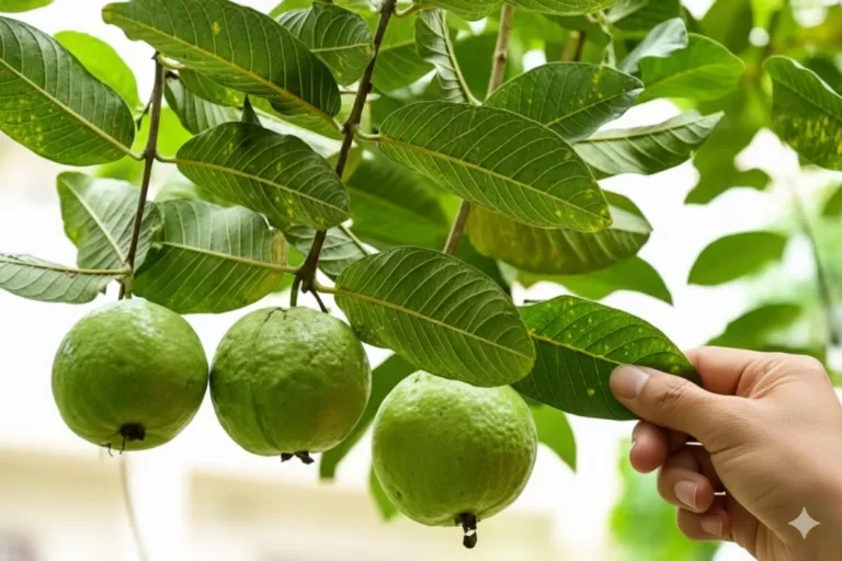 5 Manfaat Ajaib Daun Jambu Biji untuk Kesehatan & Kulit Bebas Jerawat