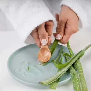 Cara Mengambil Gel Lidah Buaya dari Daunnya