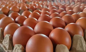 Telur