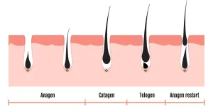 Siklus Pertumbuhan Rambut