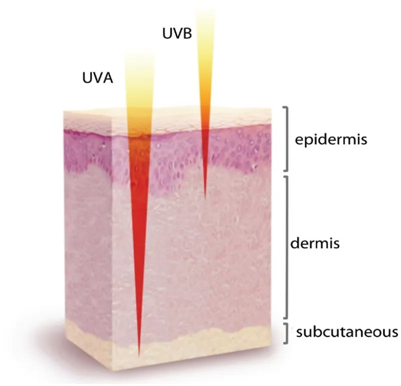 Jenis Sinar Ultraviolet