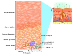 Lapisan Kulit Epidermis