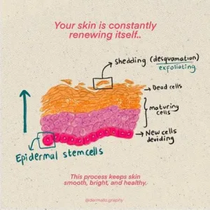 Lapisan Epidermis