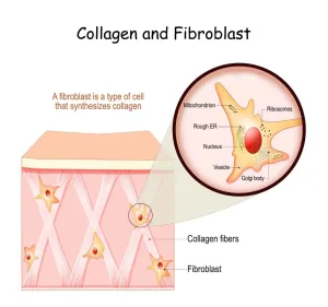 Fibroblast dan Kolagen dalam Kulit