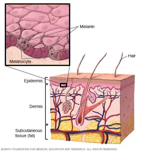 Ilustrasi Melanin