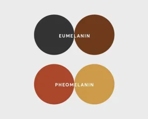 Jenis-jenis Melanin