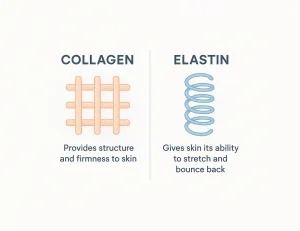 Perbedaan Kolagen dan Elastin