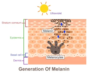 Proses Pembentukan Melanin