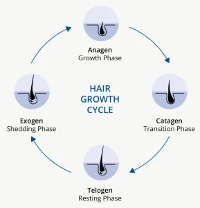 Proses Pertumbuhan Rambut