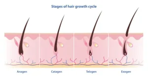 Siklus Pertumbuhan Rambut
