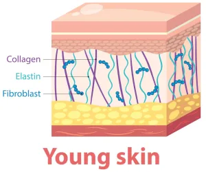 Struktur Kulit dengan Elastin
