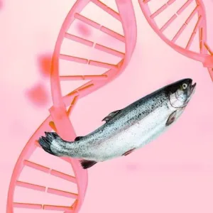 Ilustrasi DNA Salmon